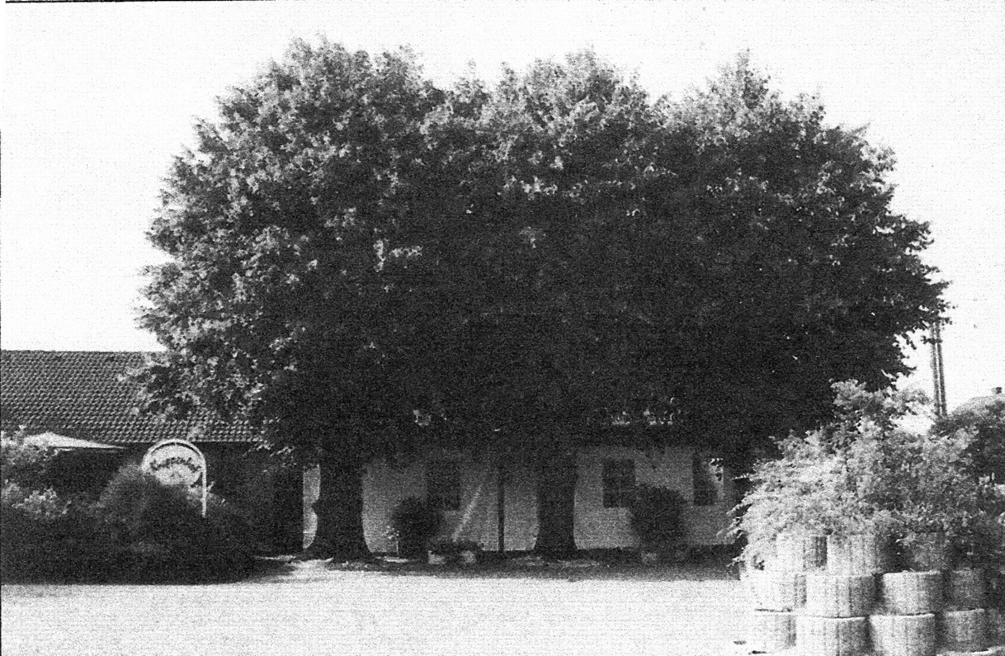 Kneppenhof Hinsbeck 1994